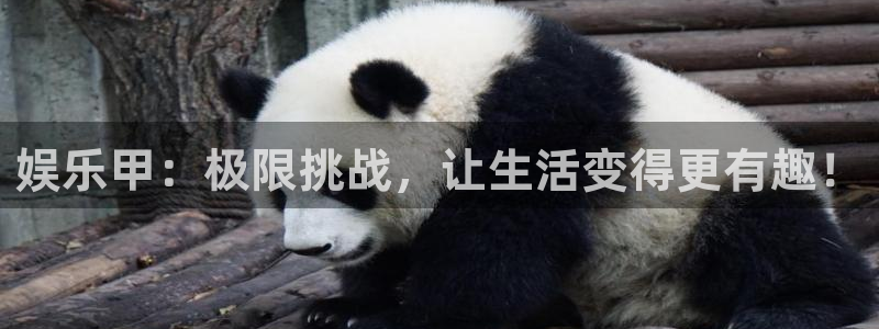 万事娱乐app下载官网：娱乐甲：极限挑战，让生活变得更有趣！