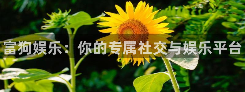 万事娱乐app官网：富狗娱乐：你的专属社交与娱乐平台